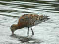 Barge à queue noire Limosa limosa