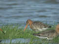 Barge à queue noire Limosa limosa