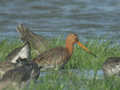 Barge à queue noire Limosa limosa