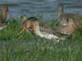 Barge à queue noire Limosa limosa