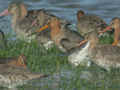 Barge à queue noire Limosa limosa