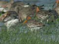 Barge à queue noire Limosa limosa