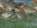 Barge à queue noire Limosa limosa