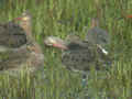 Barge à queue noire Limosa limosa