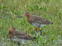 Barge à queue noire Limosa limosa