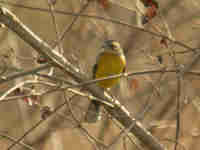 Bruant de Cabanis Emberiza cabanisi