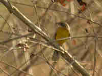 Bruant de Cabanis Emberiza cabanisi