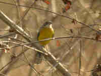 Bruant de Cabanis Emberiza cabanisi