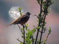 Bruant cendrillard Emberiza caesia