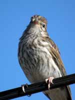 Bruant familier Spizella passerina