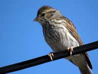 Bruant familier Spizella passerina