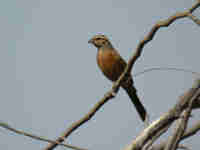 Bruant de Gosling Emberiza goslingi