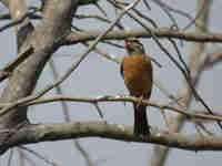 Bruant de Gosling Emberiza goslingi