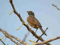 Bruant de Gosling Emberiza goslingi