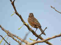 Bruant de Gosling Emberiza goslingi