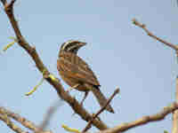 Bruant de Gosling Emberiza goslingi