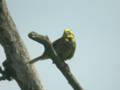 Bruant jaune Emberiza citrinella