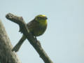 Bruant jaune Emberiza citrinella