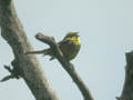 Bruant jaune Emberiza citrinella