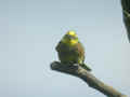 Bruant jaune Emberiza citrinella