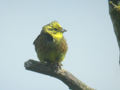 Bruant jaune Emberiza citrinella