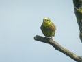 Bruant jaune Emberiza citrinella