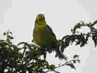 Bruant jaune Emberiza citrinella