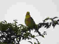 Bruant jaune Emberiza citrinella