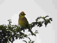 Bruant jaune Emberiza citrinella