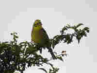 Bruant jaune Emberiza citrinella