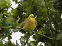 Bruant jaune Emberiza citrinella