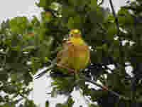 Bruant jaune Emberiza citrinella