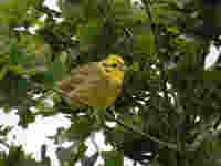 Bruant jaune Emberiza citrinella