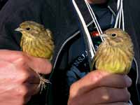 Bruant jaune Emberiza citrinella