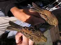 Bruant jaune Emberiza citrinella