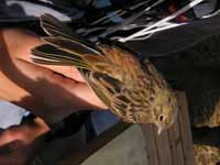 Bruant jaune Emberiza citrinella