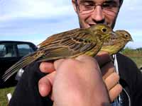 Bruant jaune Emberiza citrinella