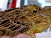 Bruant jaune Emberiza citrinella