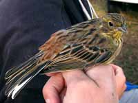 Bruant jaune Emberiza citrinella