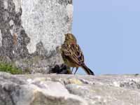 Bruant jaune Emberiza citrinella