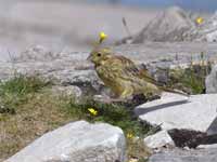 Bruant jaune Emberiza citrinella