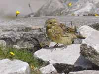 Bruant jaune Emberiza citrinella