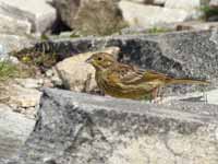 Bruant jaune Emberiza citrinella