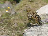 Bruant jaune Emberiza citrinella