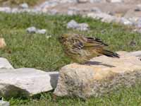 Bruant jaune Emberiza citrinella