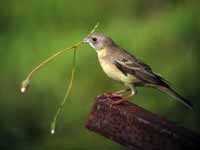 Bruant mélanocéphale Emberiza melanocephala