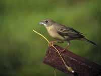 Bruant mélanocéphale Emberiza melanocephala