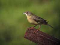 Bruant mélanocéphale Emberiza melanocephala