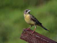 Bruant mélanocéphale Emberiza melanocephala