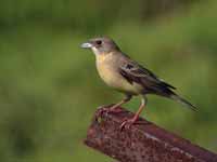 Bruant mélanocéphale Emberiza melanocephala